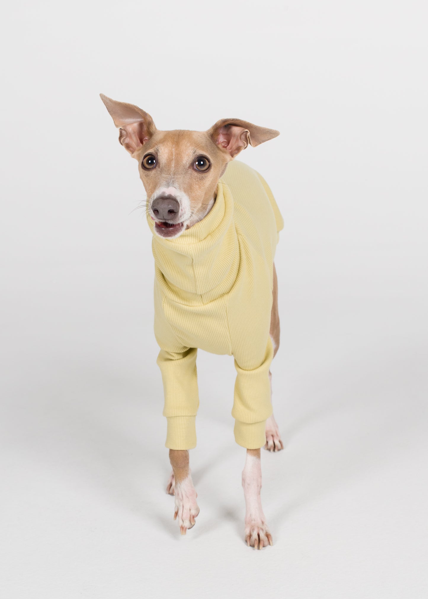 Italian Greyhound Rib Jumper - Buttercup