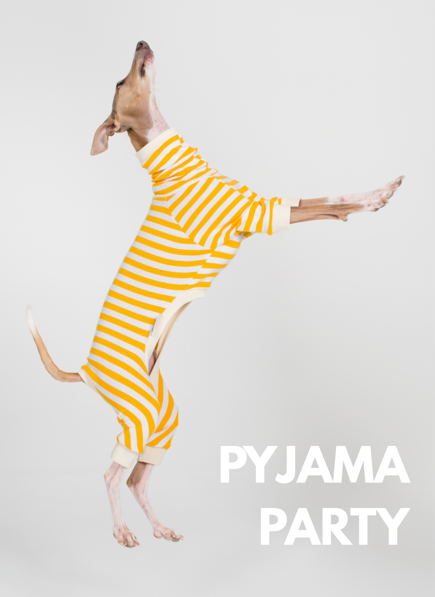 Italian Greyhounds - Pyjama Party