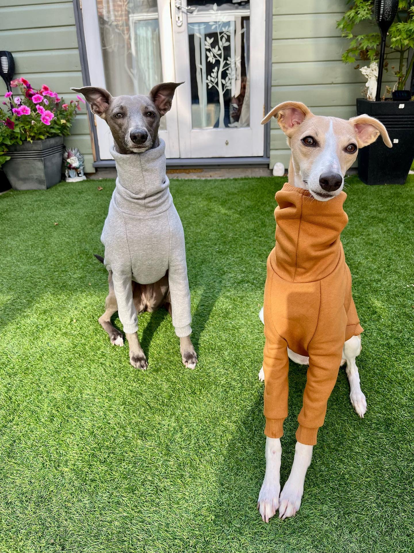 Whippet Thick Cotton Jumper | Mustard