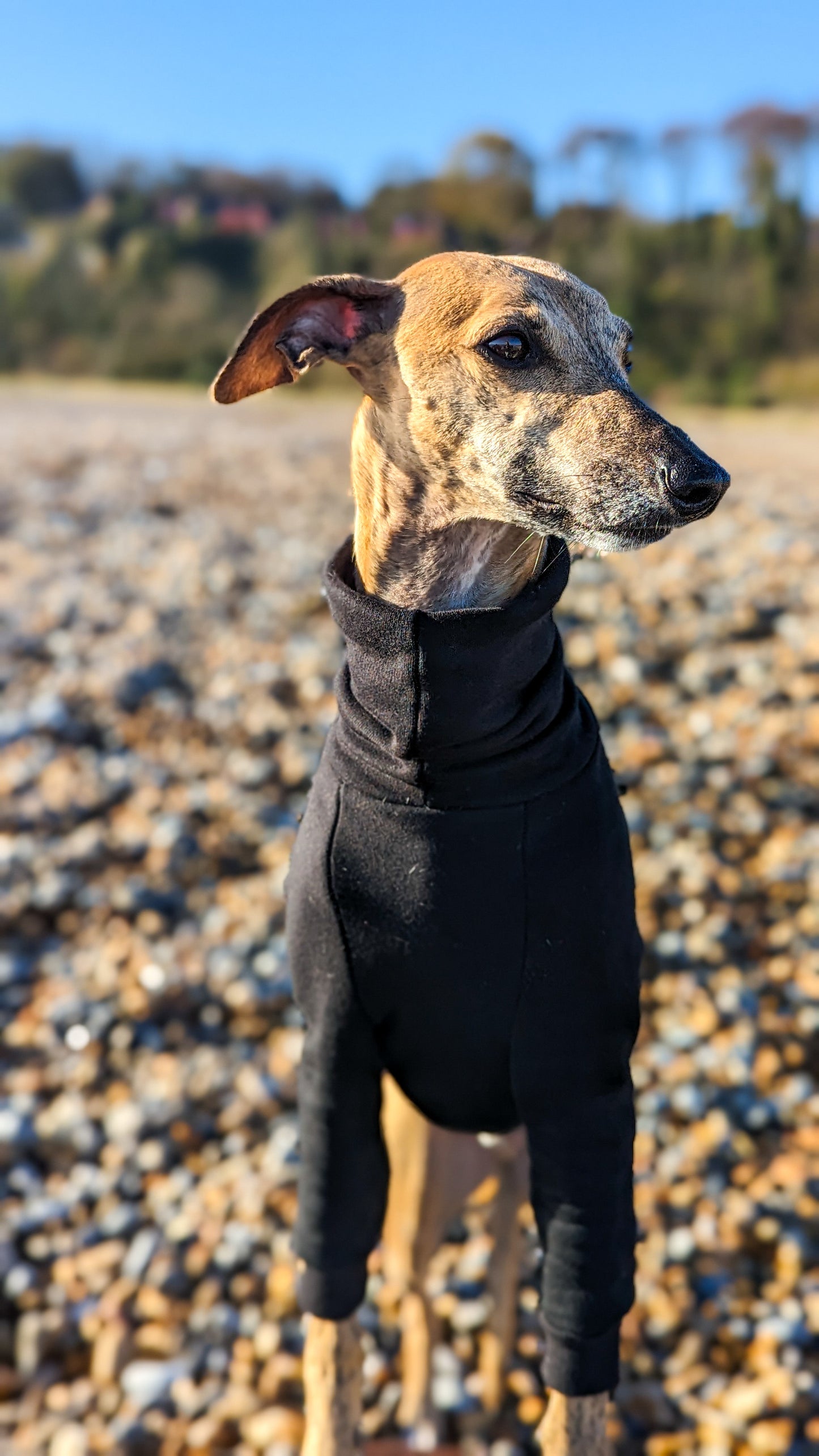 Whippet Thick Cotton Jumper | Black
