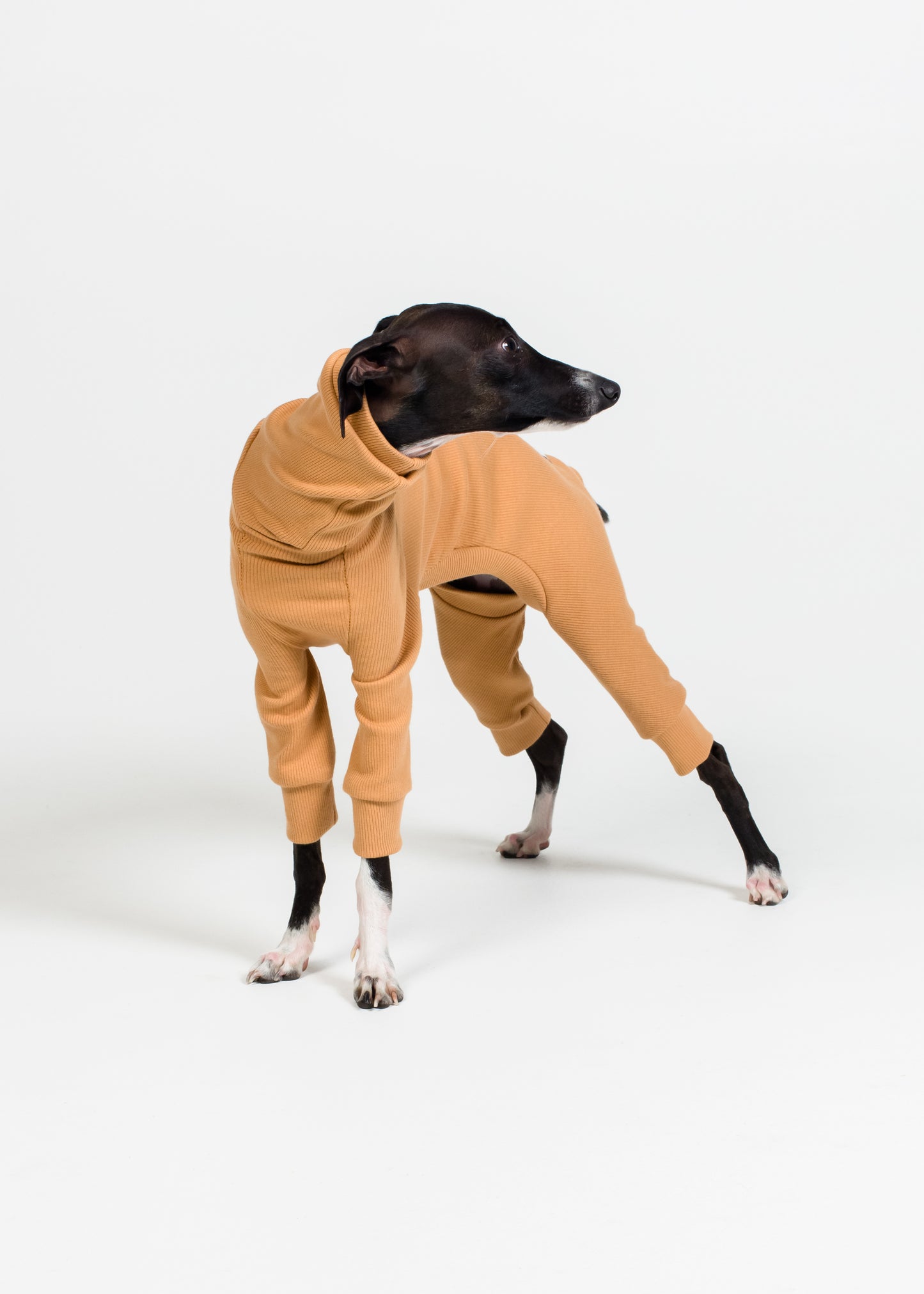 Italian Greyhound Rib Full Suit | Desert