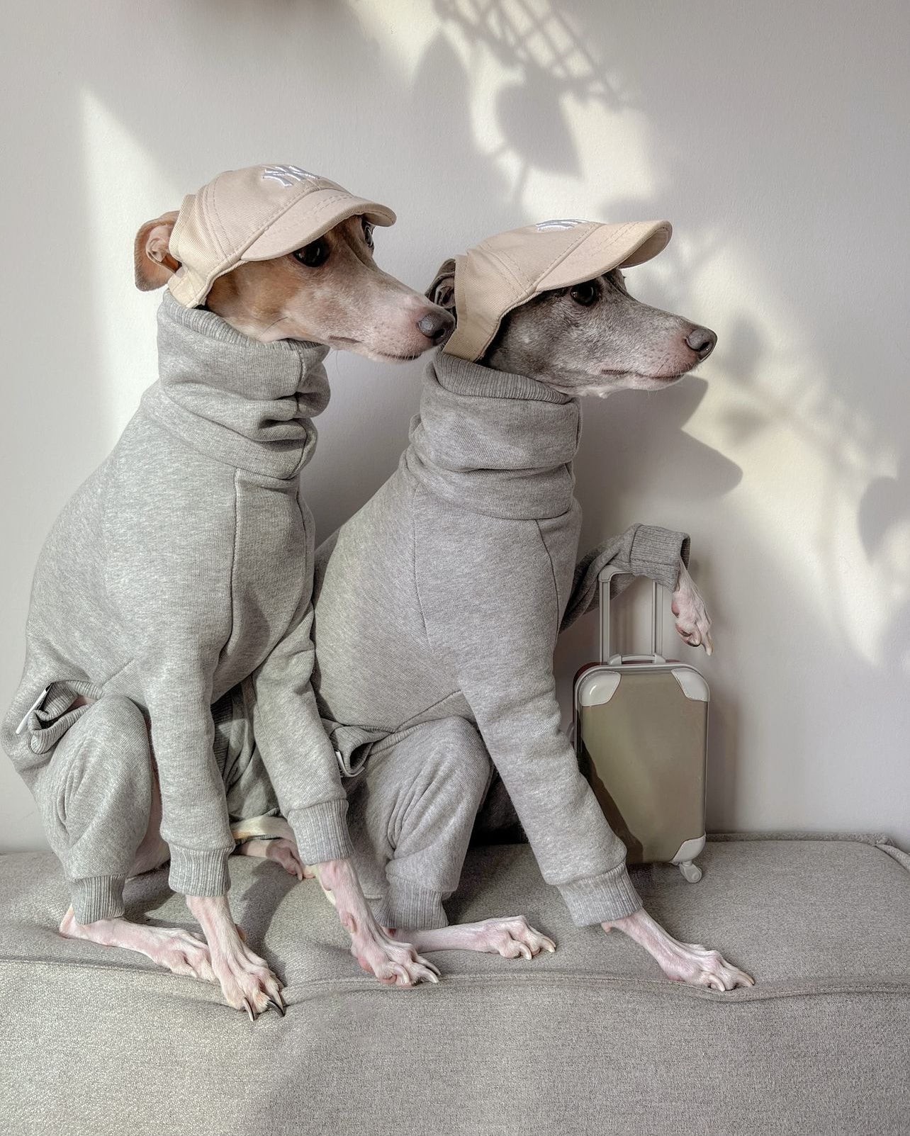 Italian Greyhound Thick Cotton Full Suit | Light Grey
