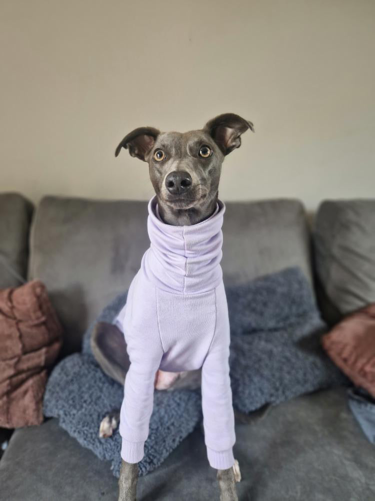 Whippet Thick Cotton Jumper | Lilac