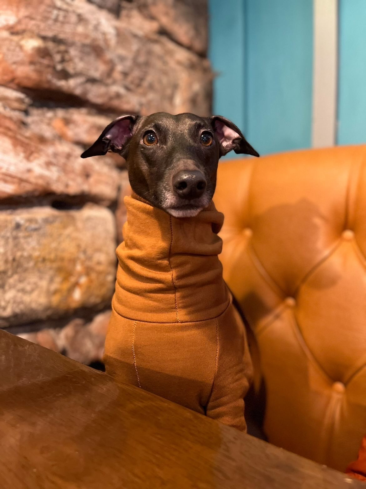 Italian Greyhound Thick Cotton Full Suit | Mustard