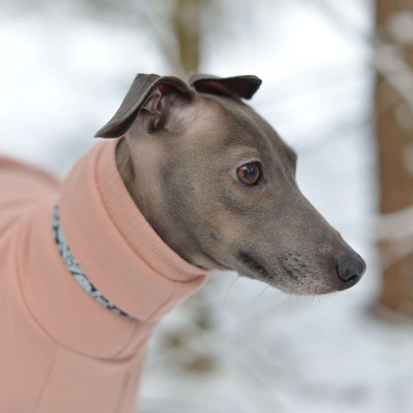 Italian Greyhound Thick Cotton Full Suit | Rose Gold