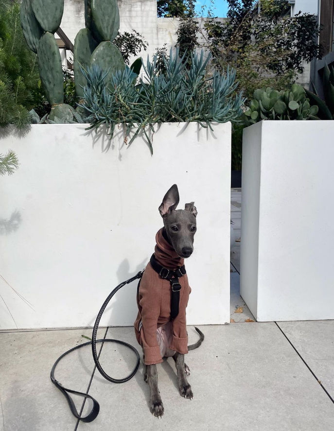 Italian Greyhound Rib Jumper | Raisin