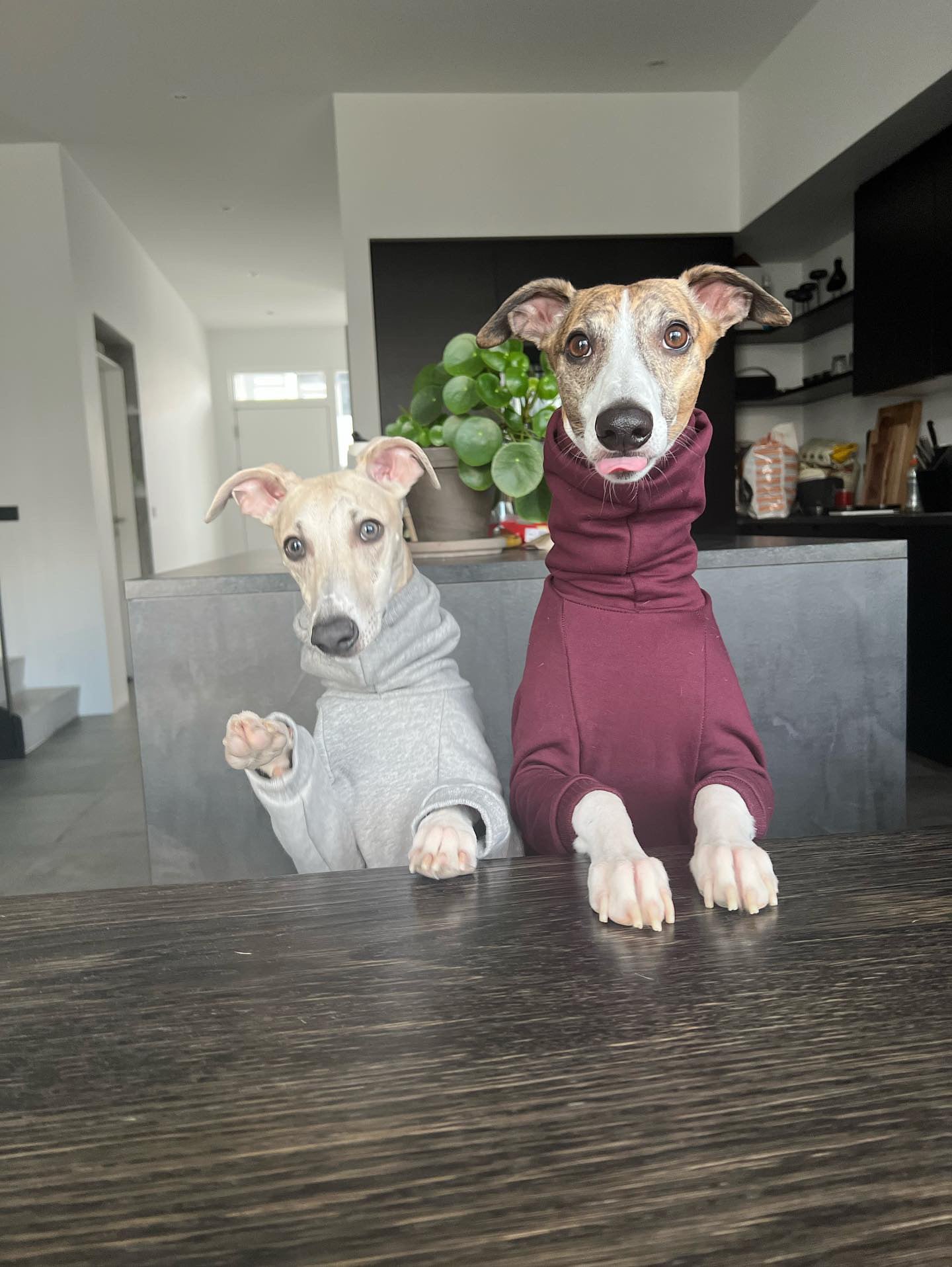 Whippet Thick Cotton Full Suit | Wine