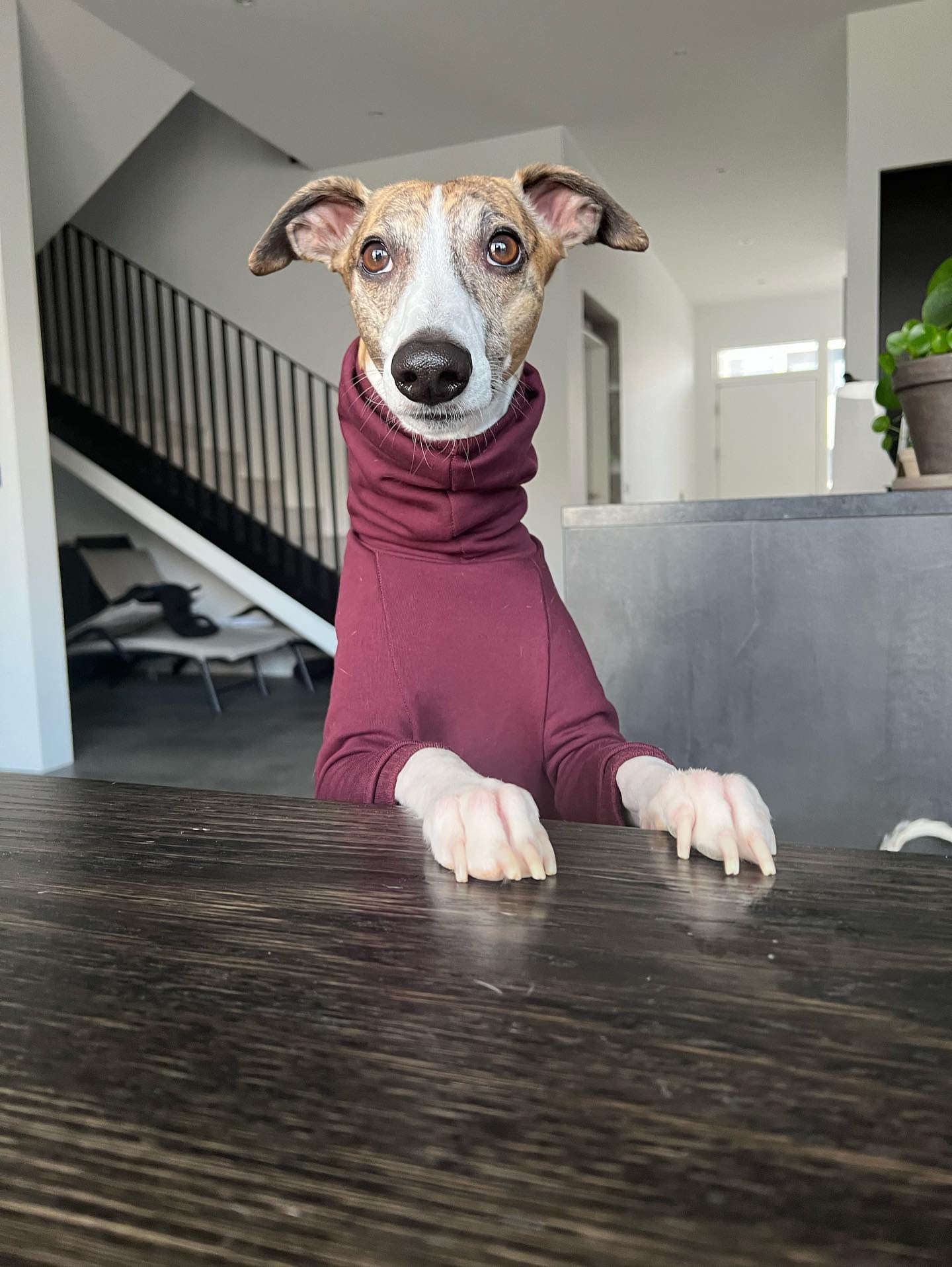 Whippet Thick Cotton Full Suit | Wine