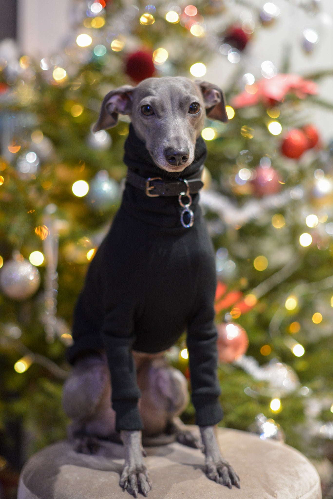 Italian Greyhound Thick Cotton Jumper | Black