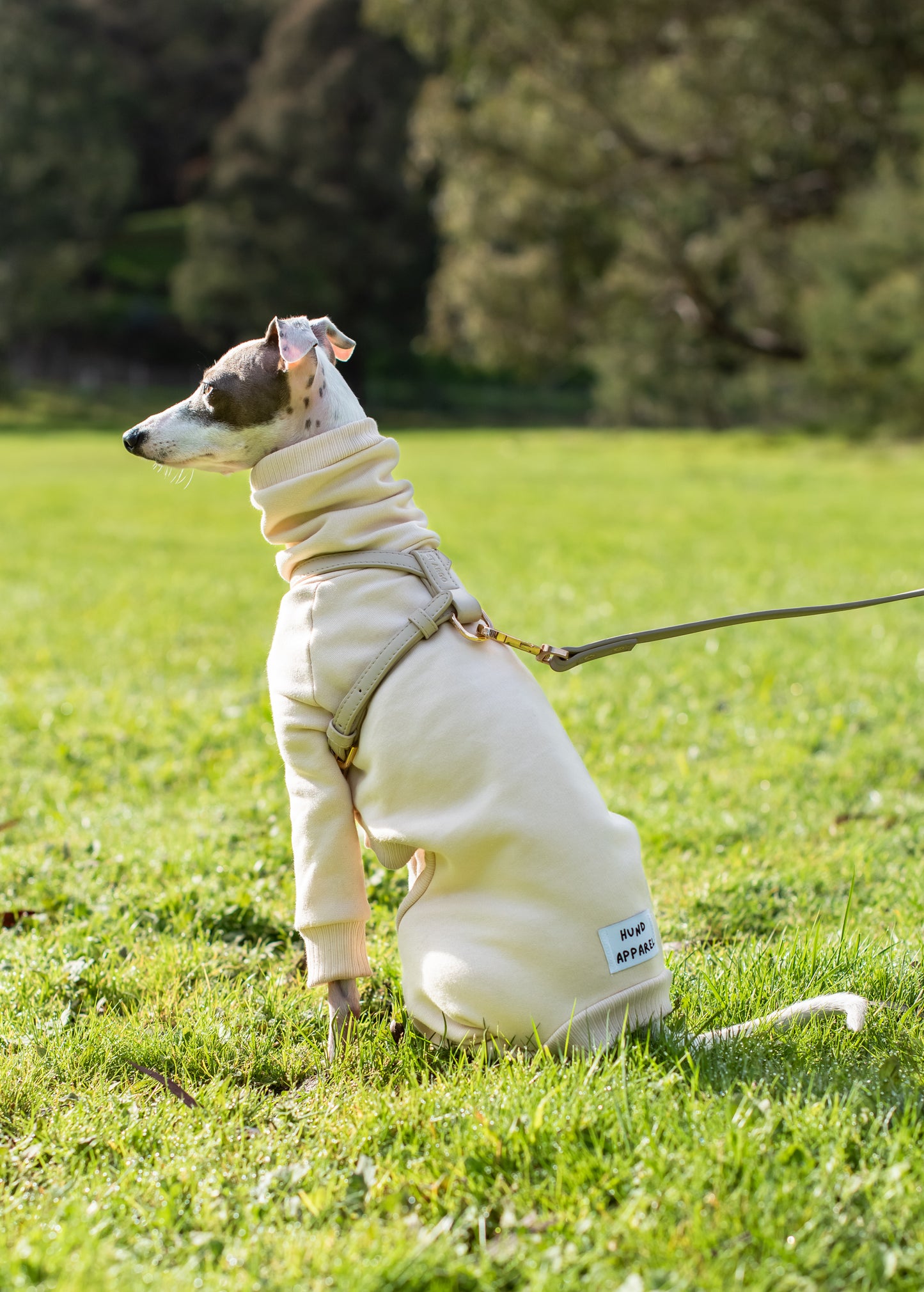 Italian Greyhound Thick Cotton Full Suit | Vanilla