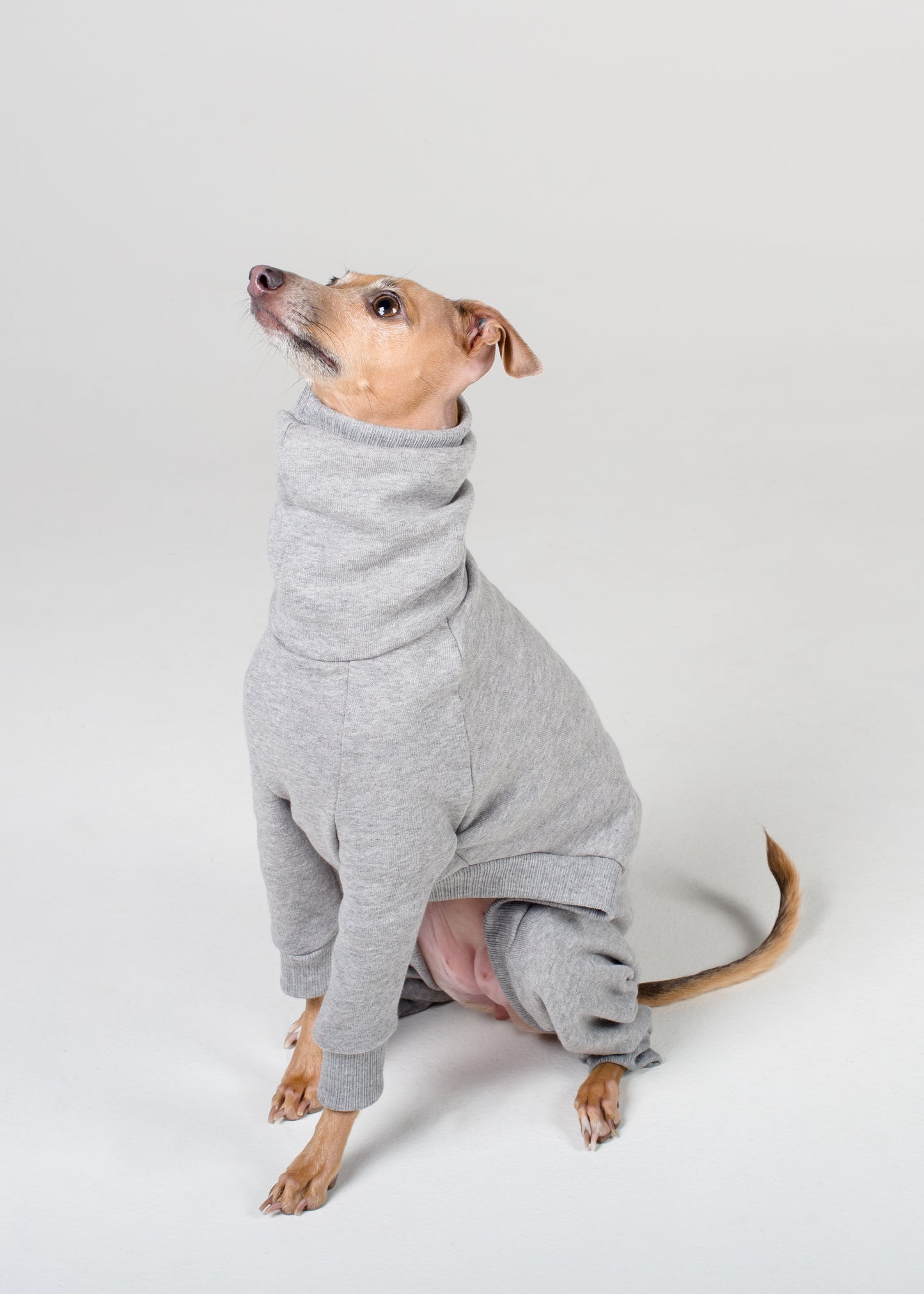 Italian Greyhound Thick Cotton Full Suit | Light Grey