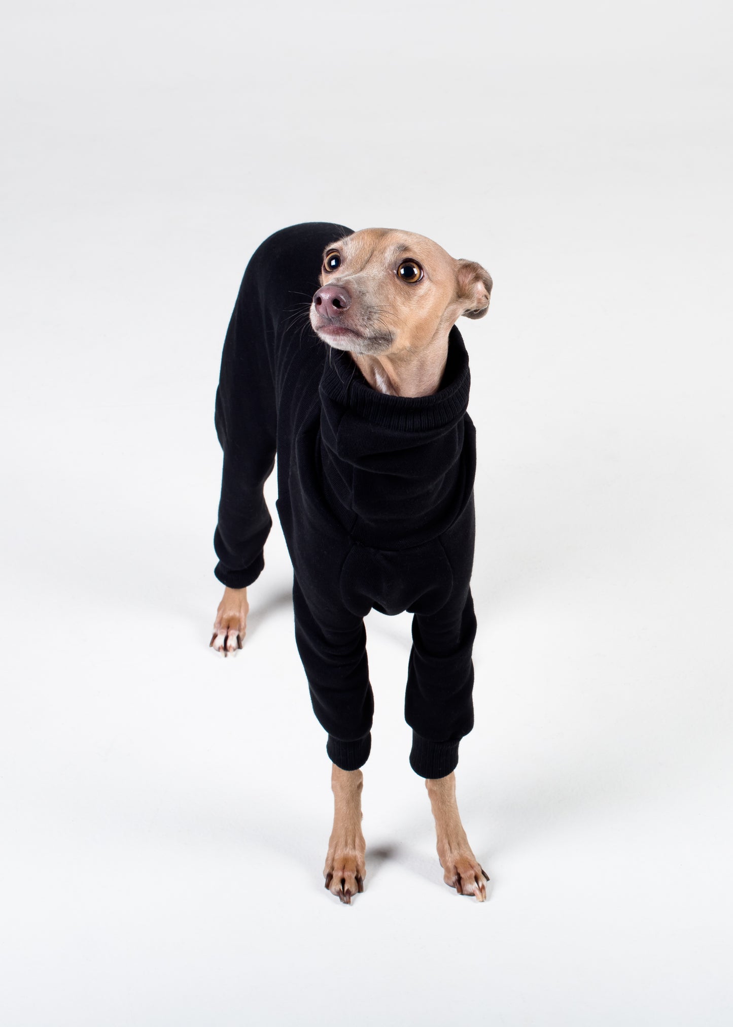 Italian Greyhound Thick Cotton Full Suit | Black