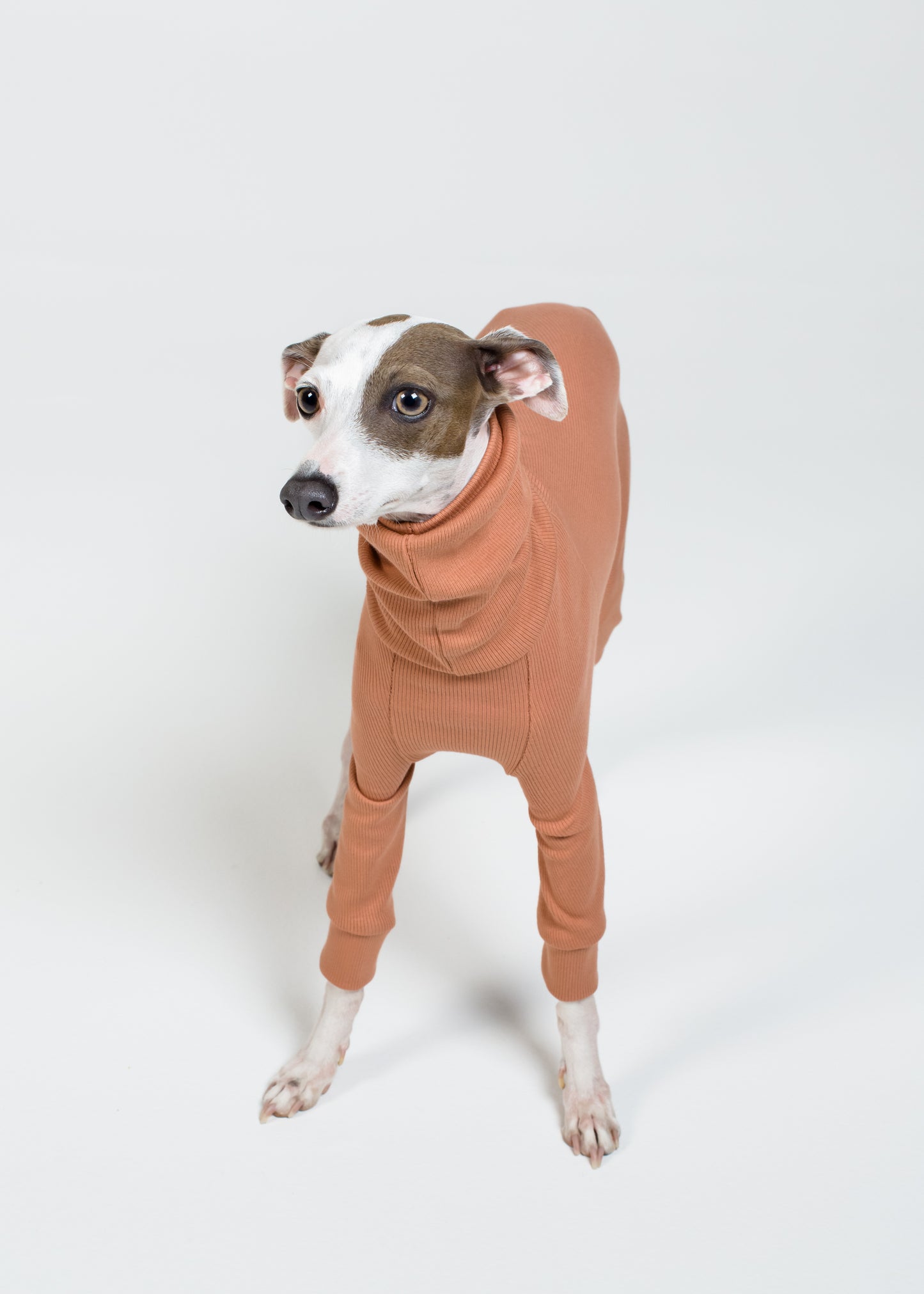 Italian Greyhound Rib Full Suit | Clay