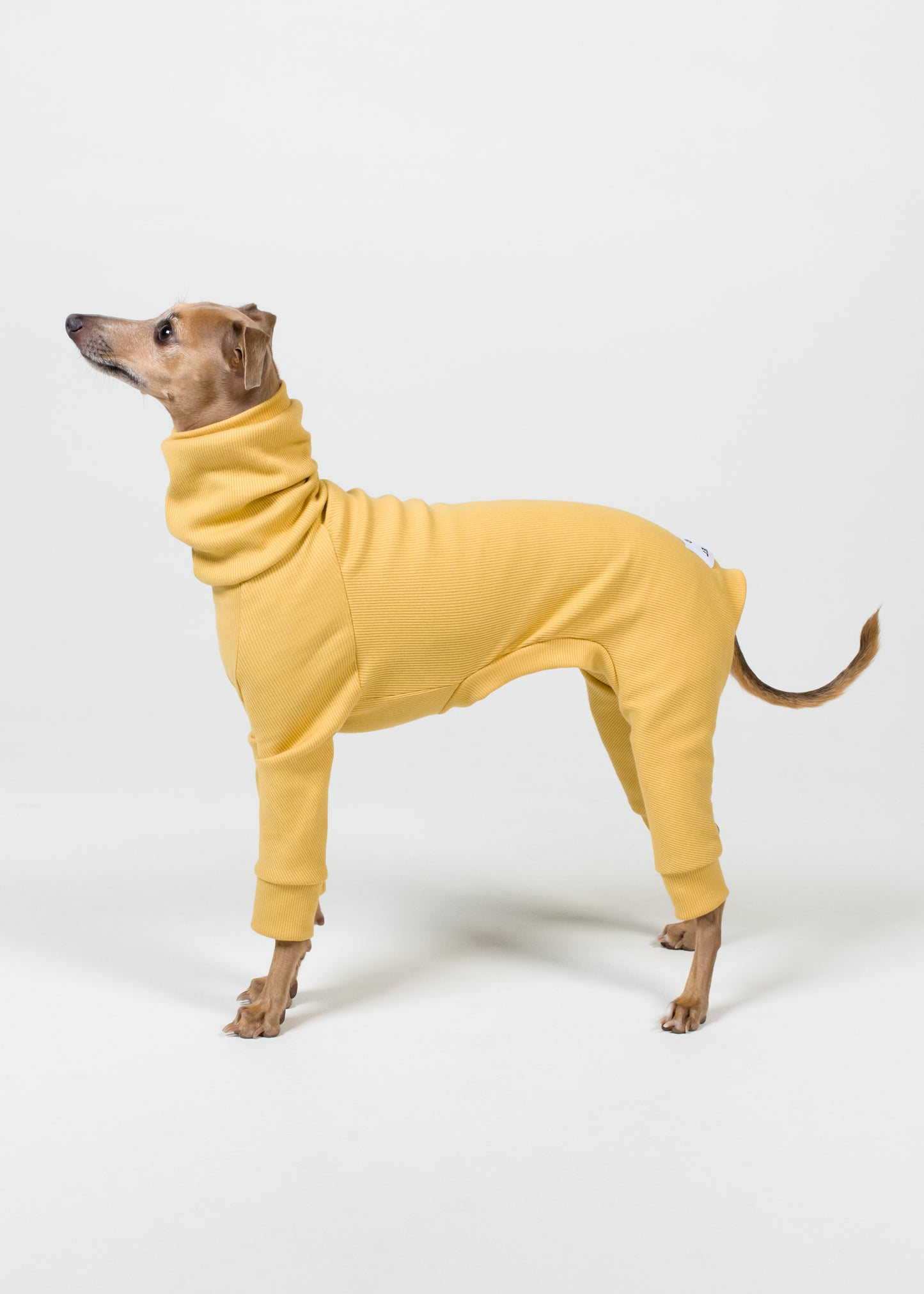 Italian Greyhound Rib Full Suit | Sun