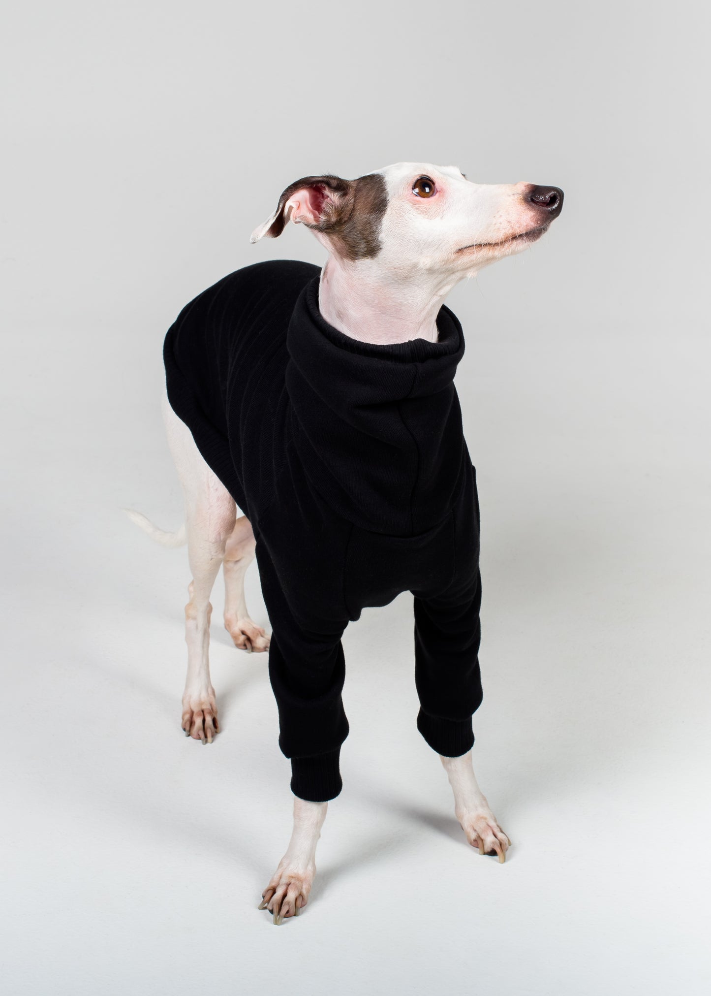 Italian Greyhound Thick Cotton Jumper | Black