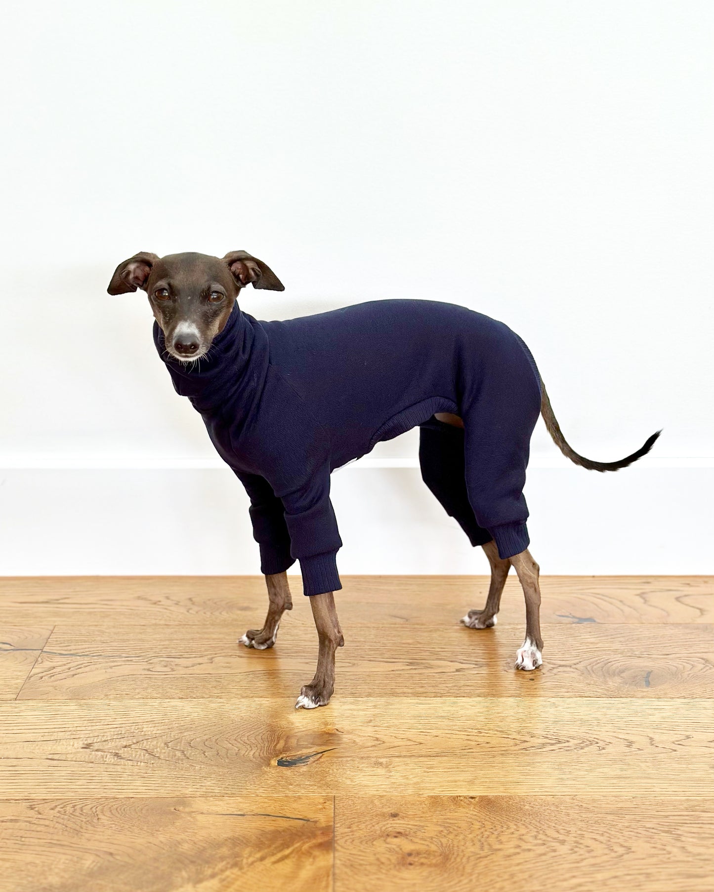 Italian Greyhound Thick Cotton Full Suit | Navy
