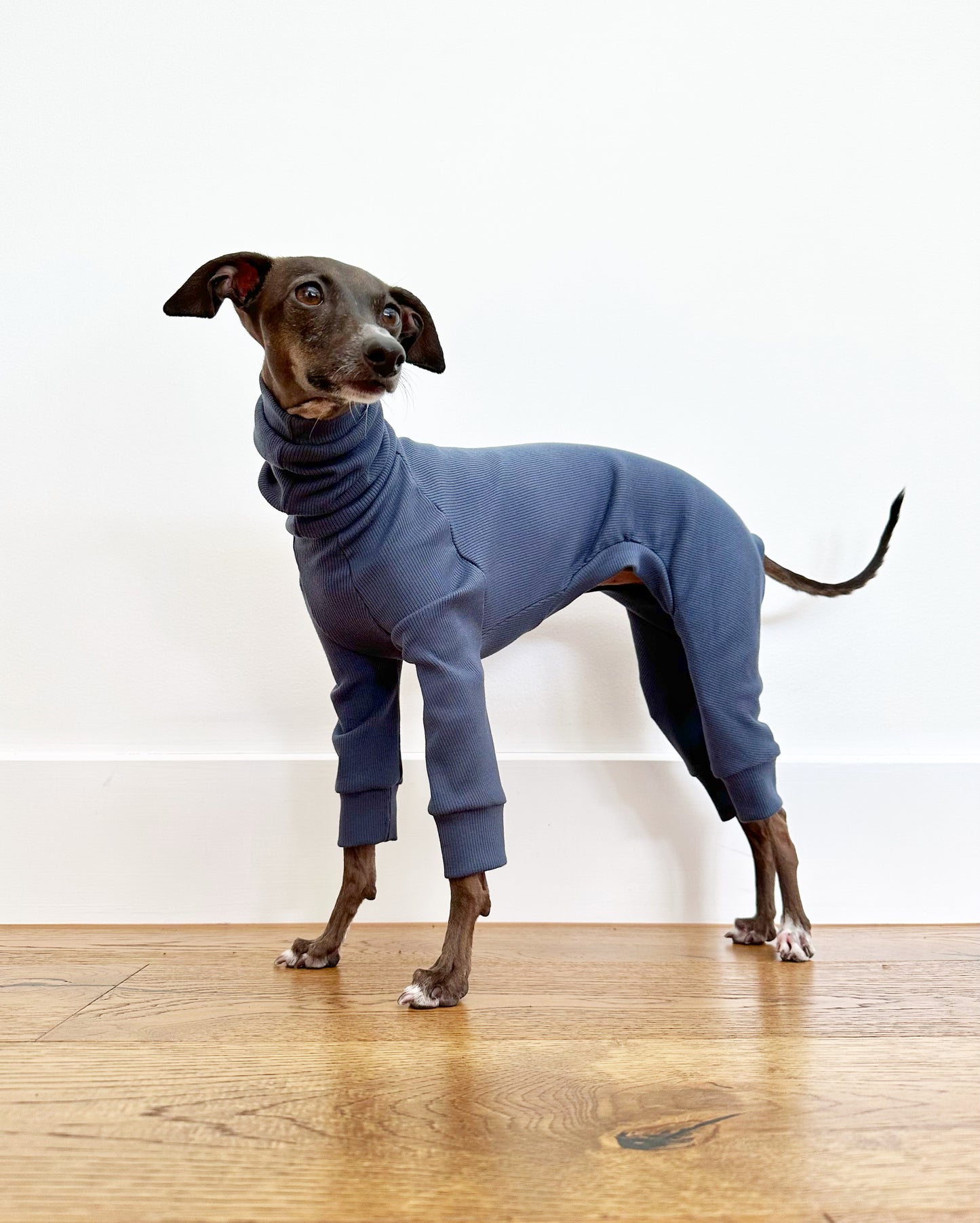 Italian Greyhound Rib Full Suit | Ocean