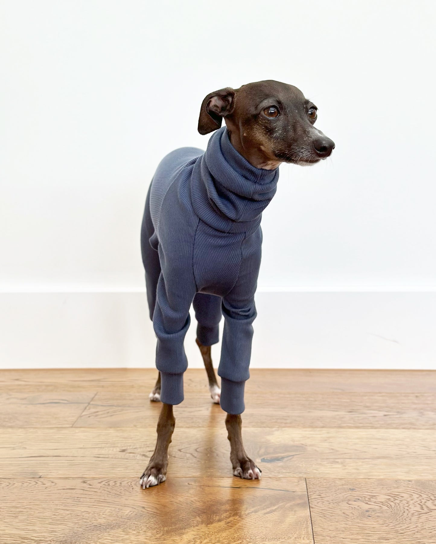 Italian Greyhound Rib Full Suit | Ocean