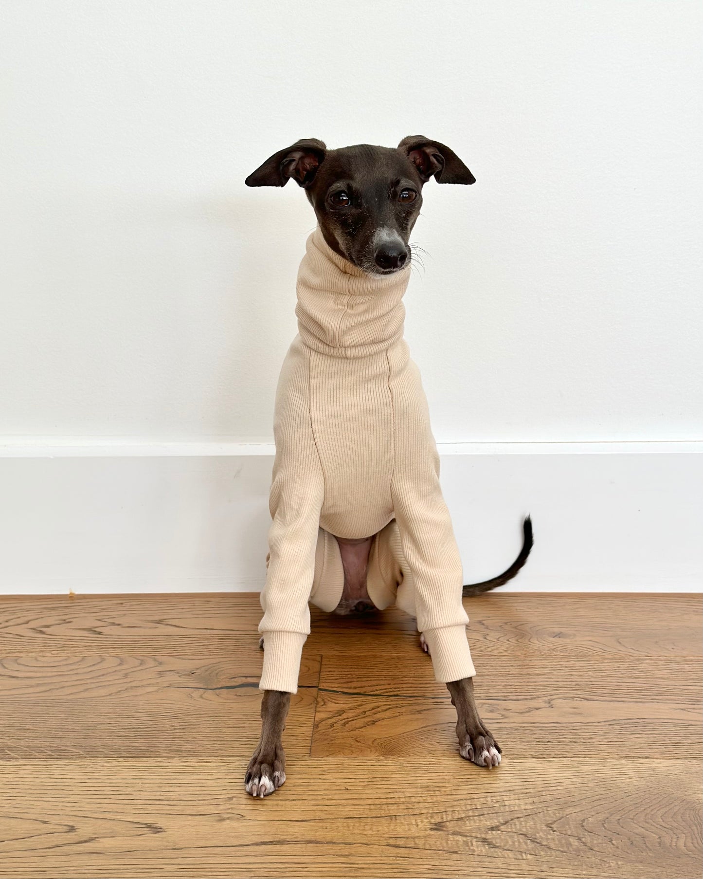 Italian Greyhound Rib Full Suit | Sand