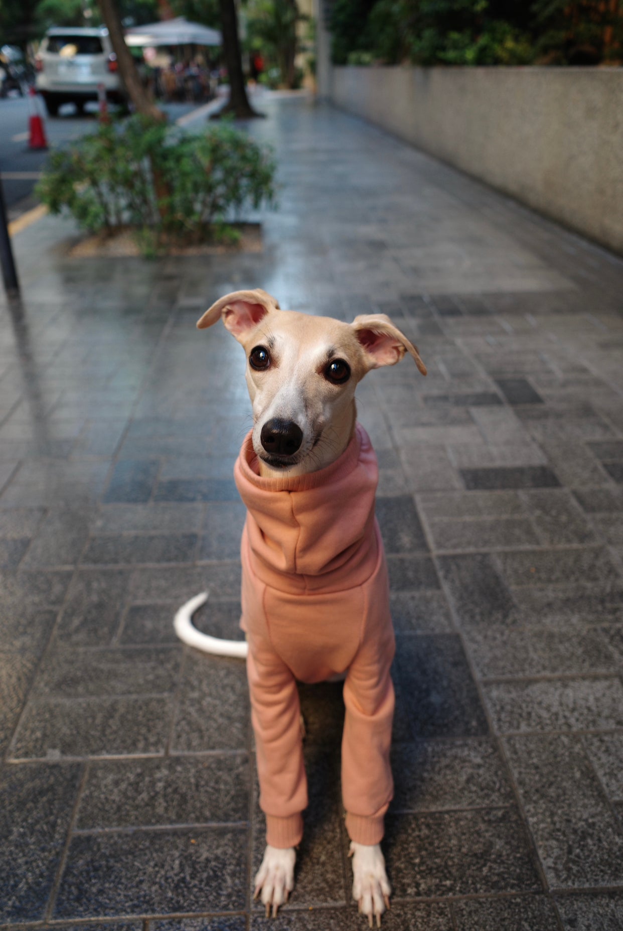 Italian Greyhound Thick Cotton Full Suit | Rose Gold