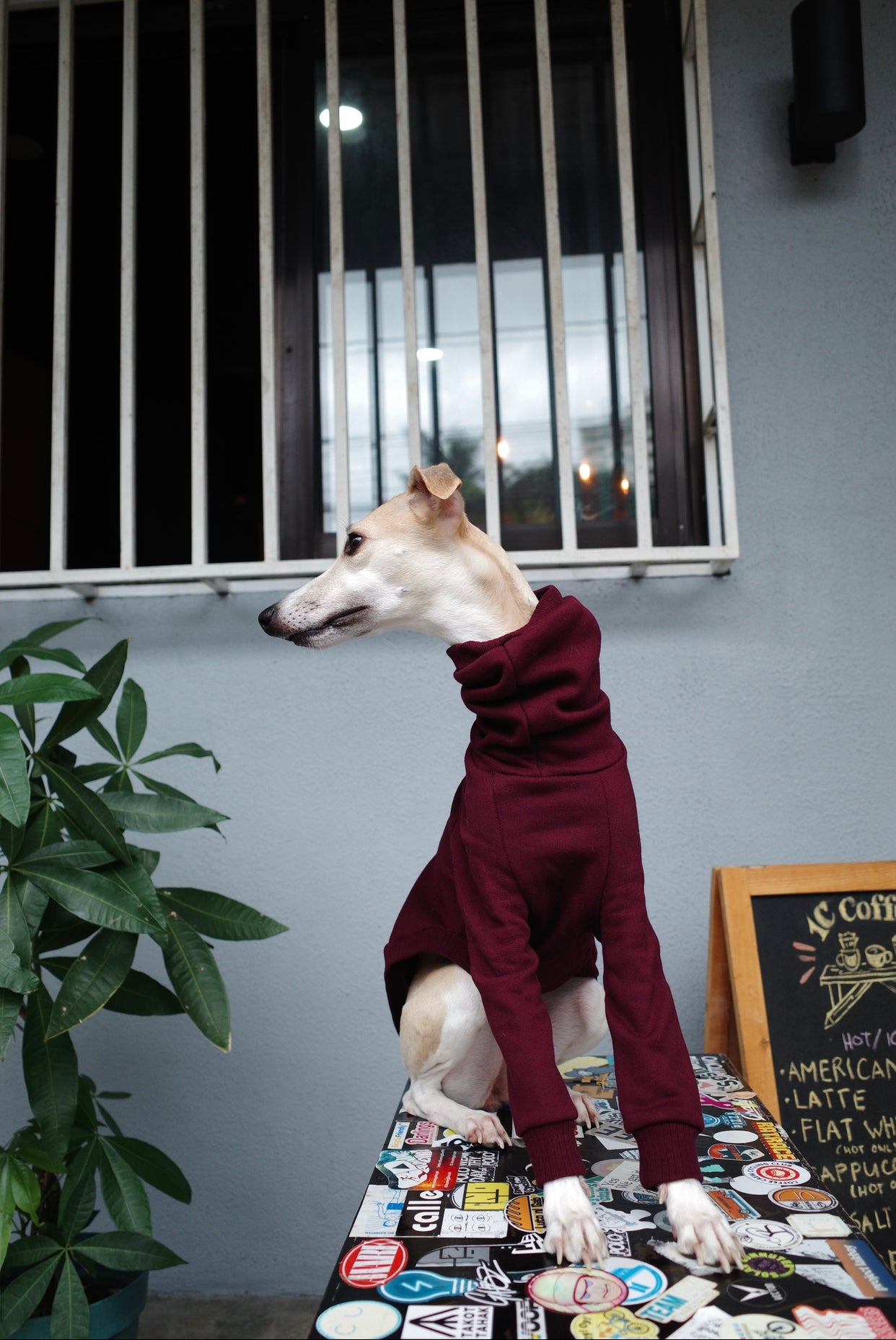 Italian Greyhound Thick Cotton Jumper | Wine